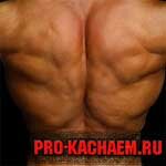 Широчайшие мышцы спины
